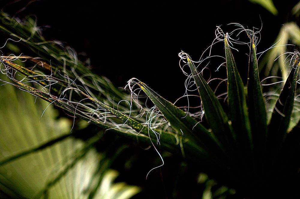 mi rincón de sombra