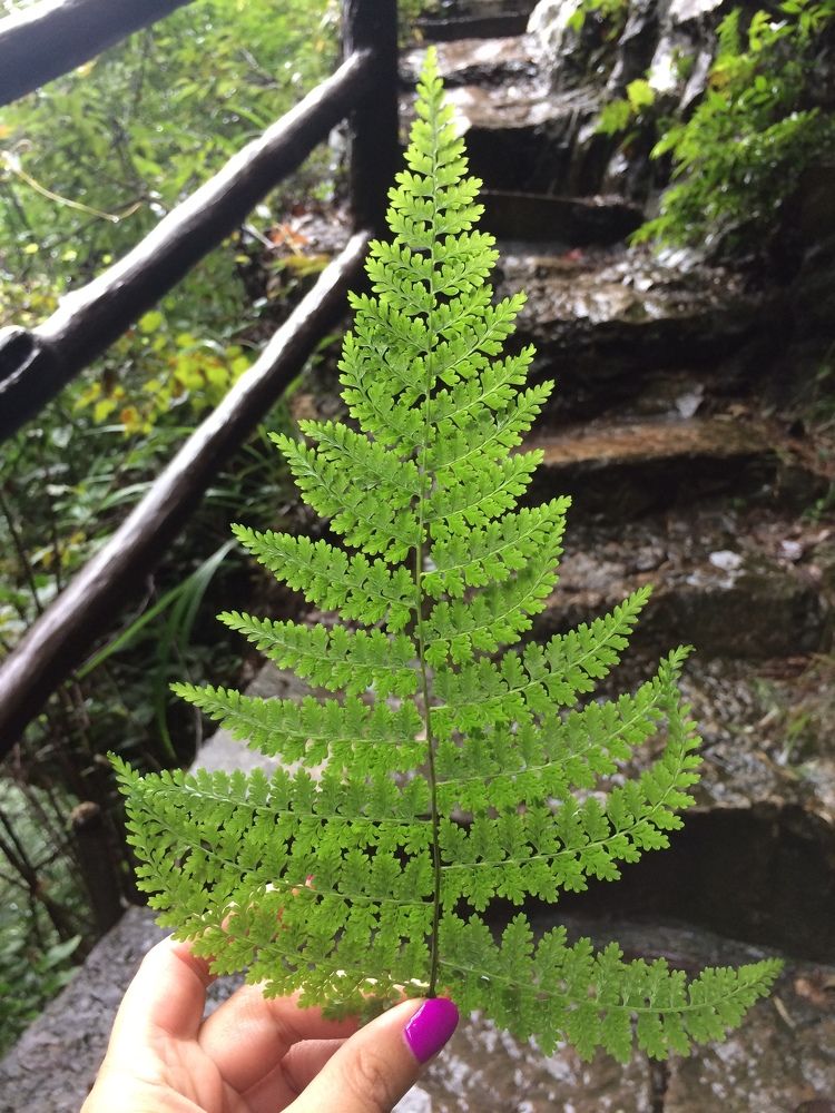 Папоротник в горах Аватар