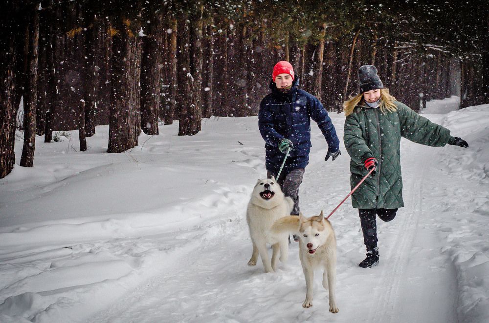 Влюблённые и Хаски