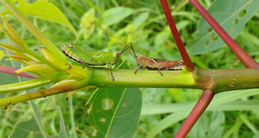 Grasshoppers Love Moments