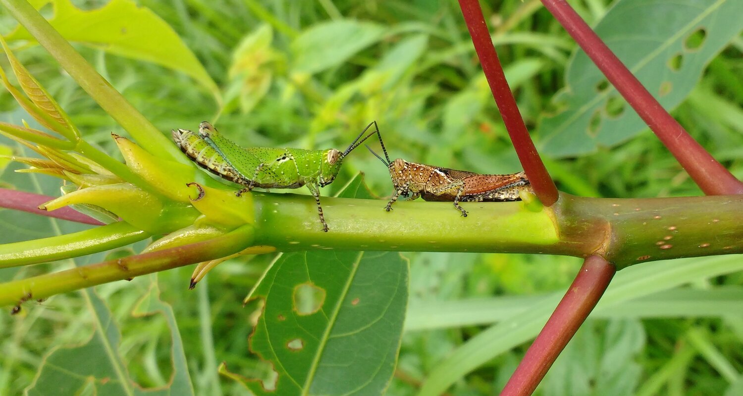 Grasshoppers Love Moments