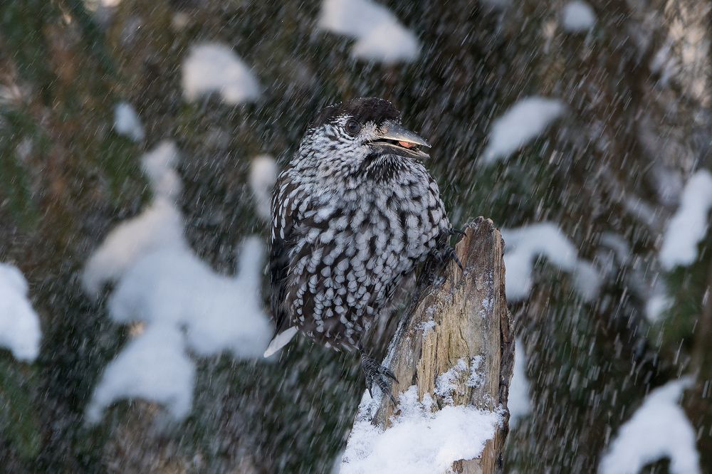 Кедровка в снежном царстве.