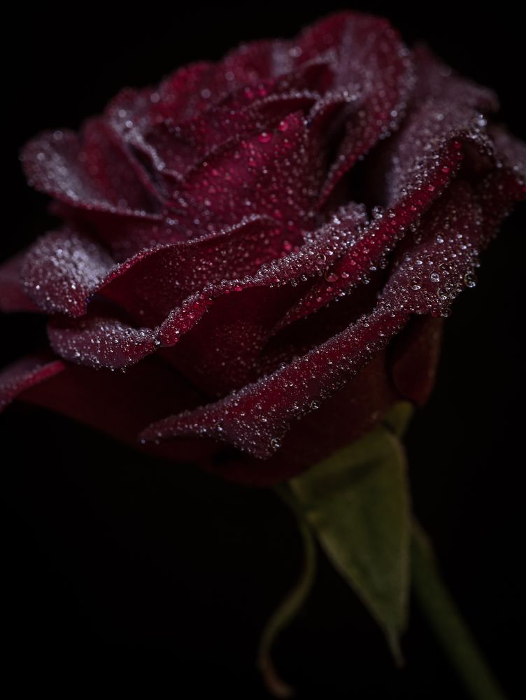 Фотография автора Константин Яковлев