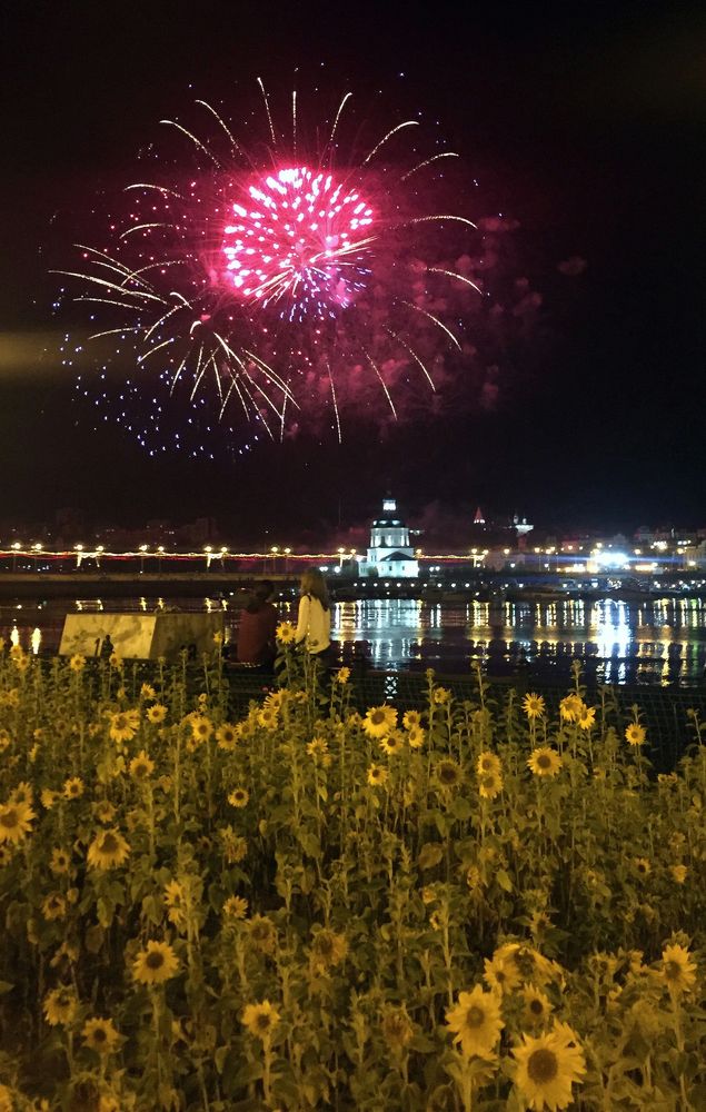 Фейерверк над подсолнухами