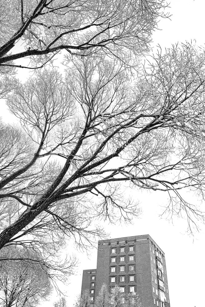 Ветви - руки