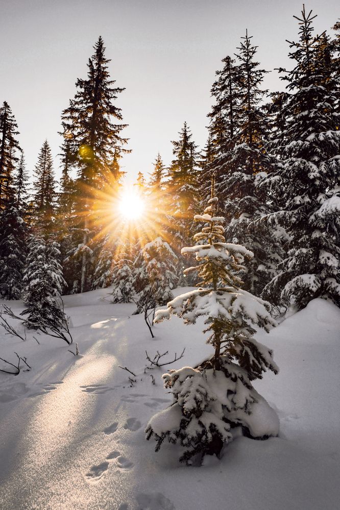 Там на неведомых дорожках...