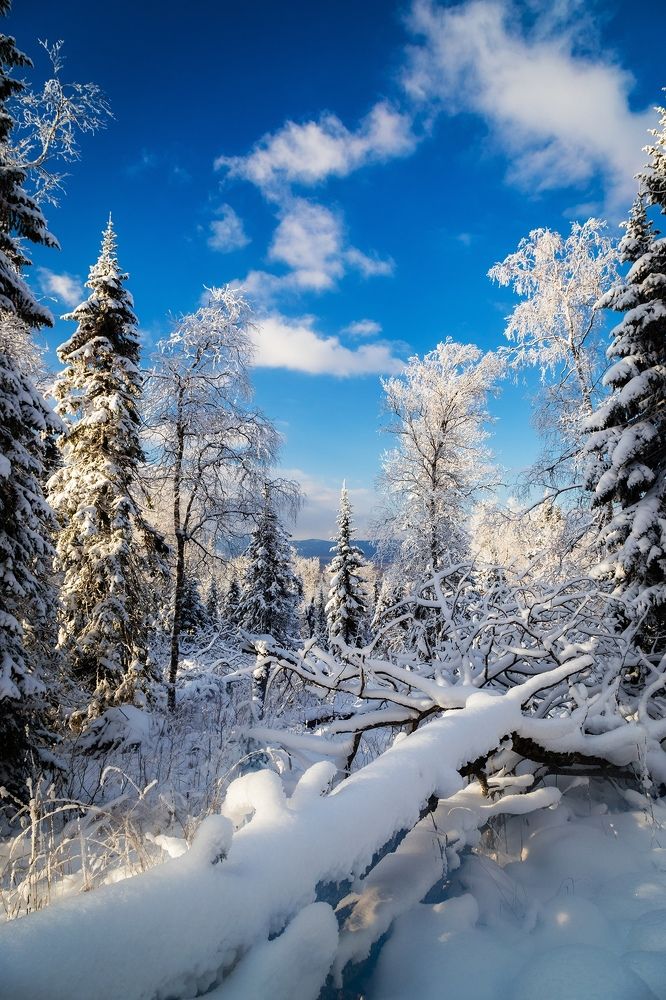 Яркий зимний лес