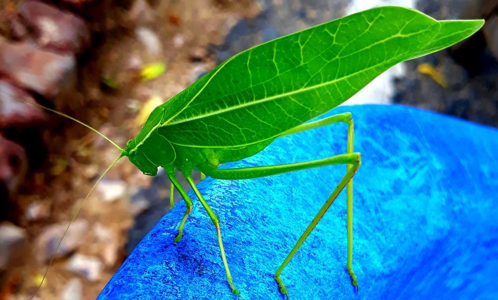 Grasshopper