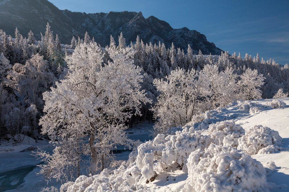 Куржак расцвел