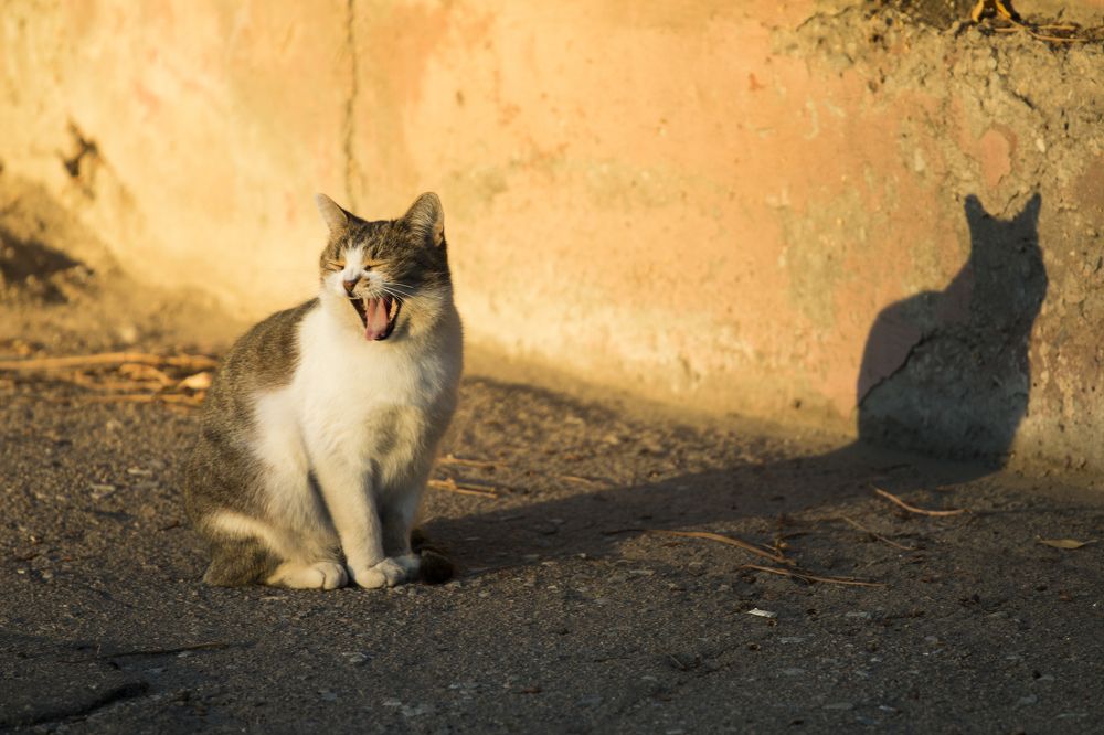 Доброе утро