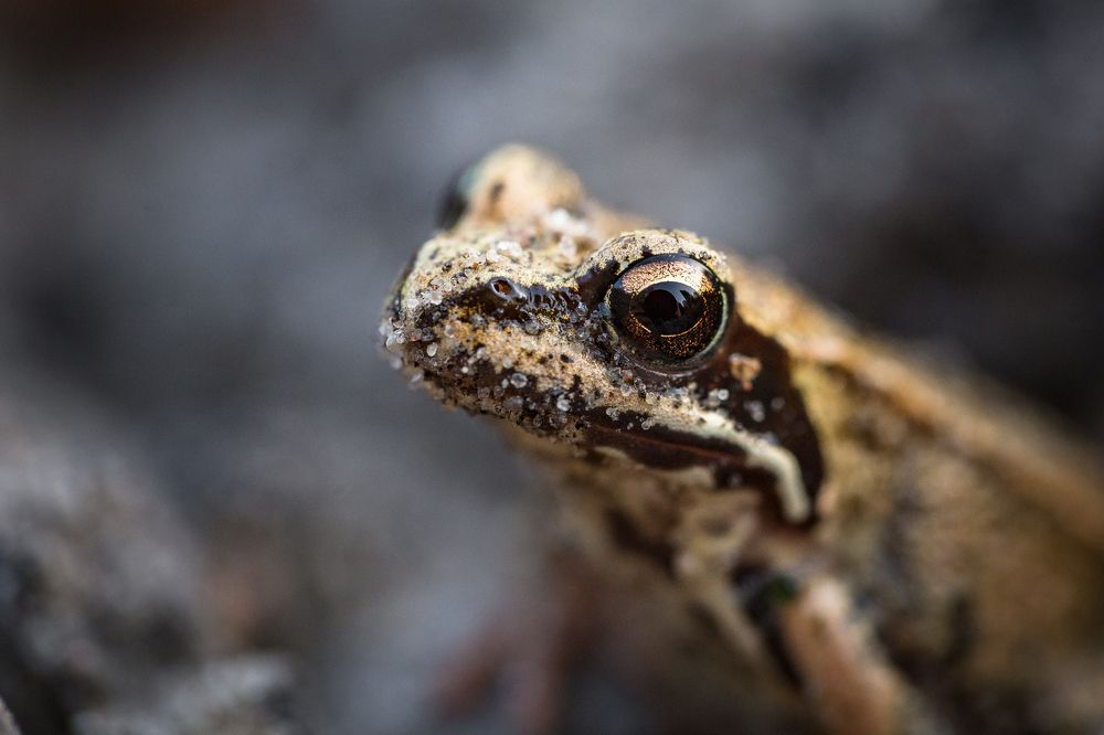 Просто никто не целует