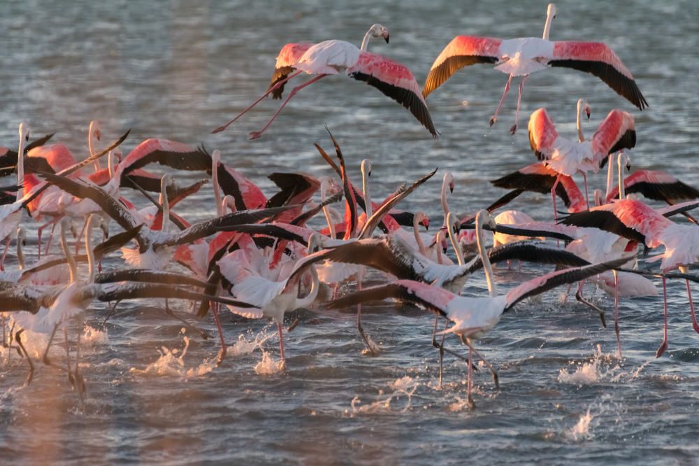 Fly away while the sun goes down