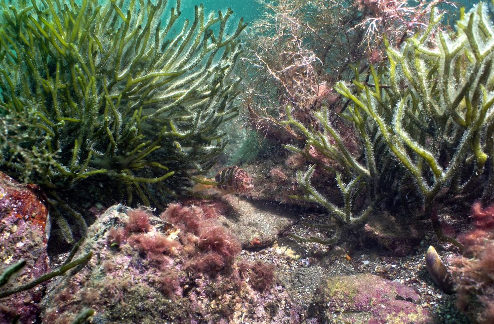 подводные джунгли