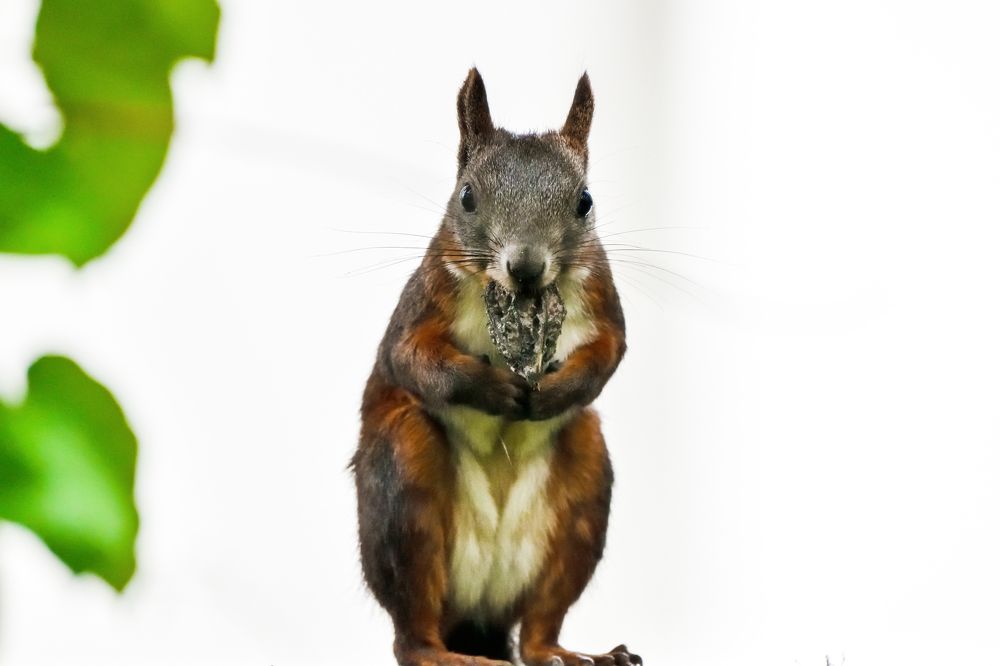 Squirrel eating walnut