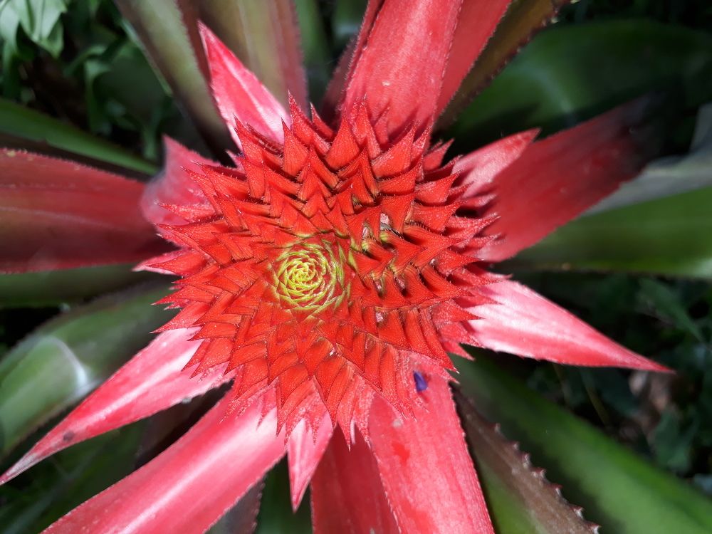 Pineapple flower