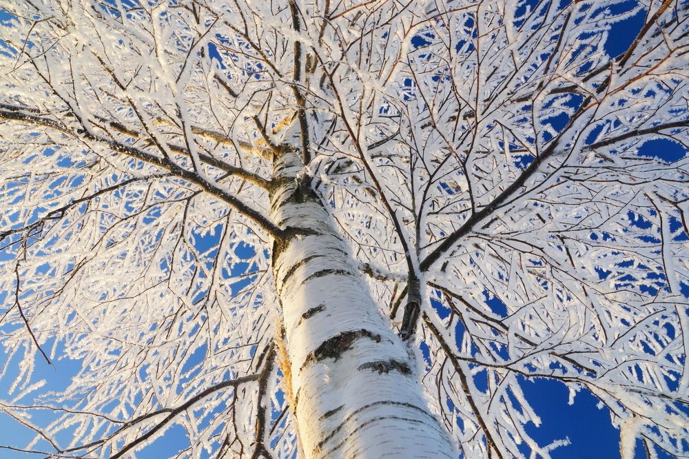 Белая береза