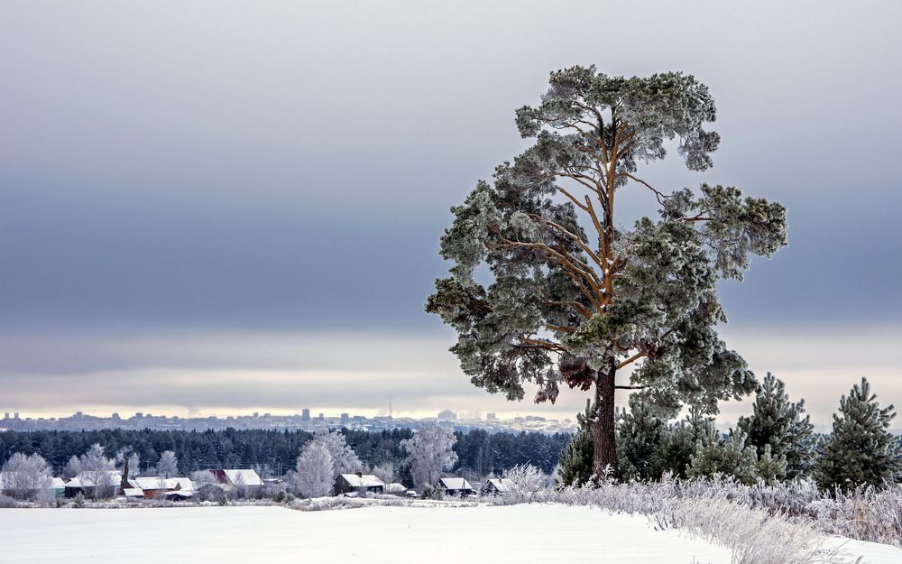 Пашковская сосна