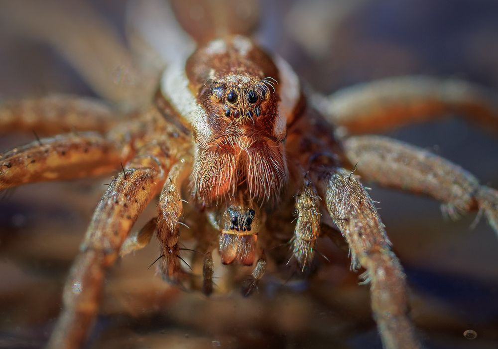 Двойной портрет