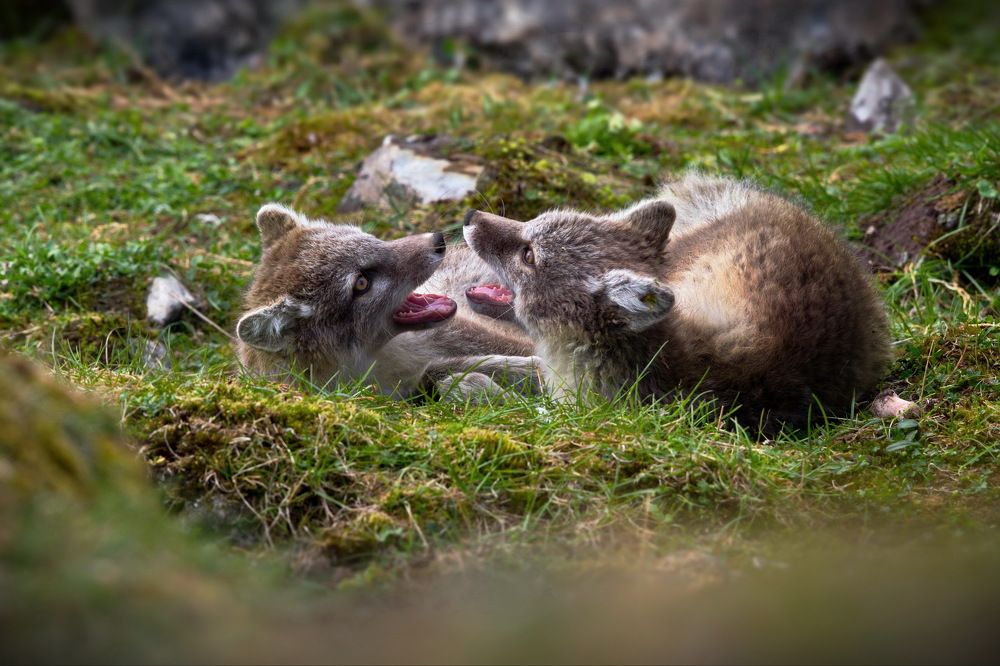Песцовые забавы
