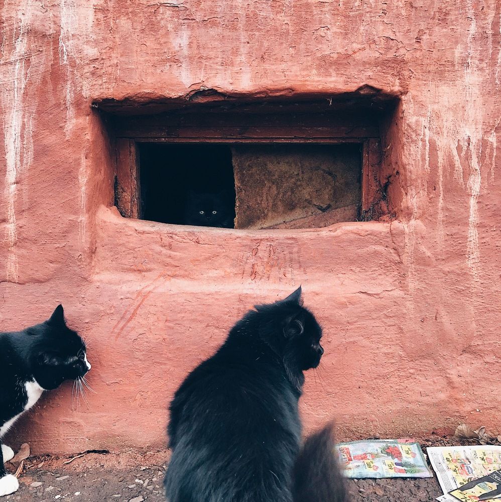 Усатая семья