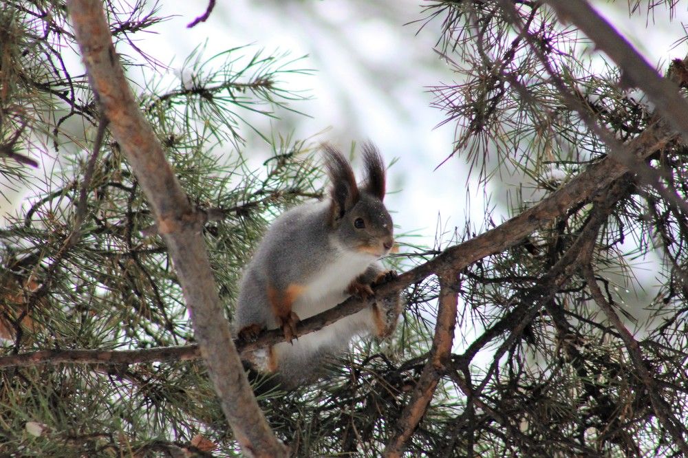 Фотография автора Александр Хохряков