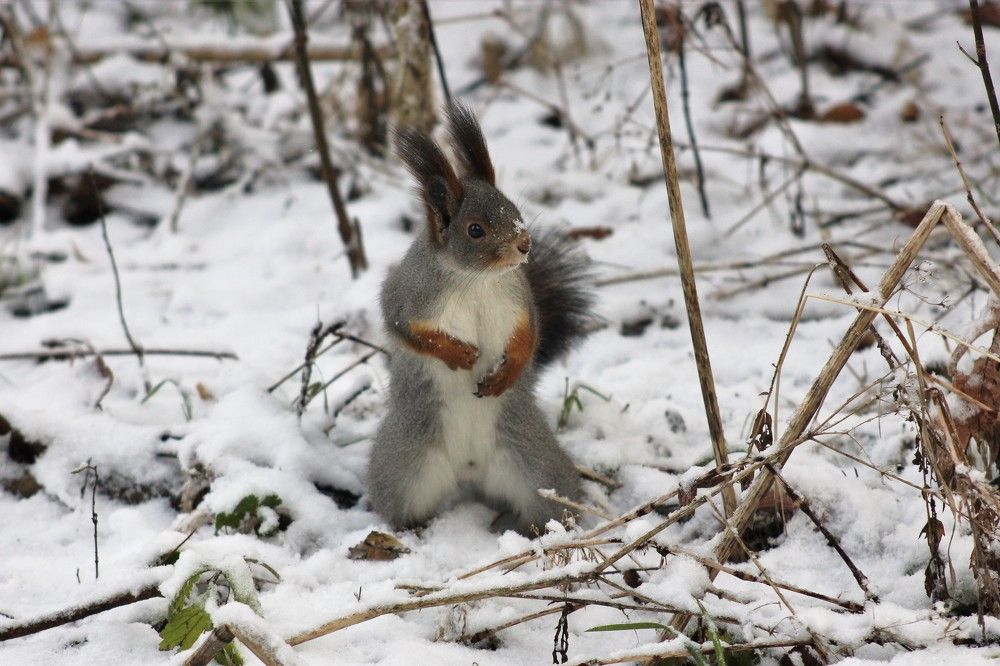 Фотография автора Александр Хохряков