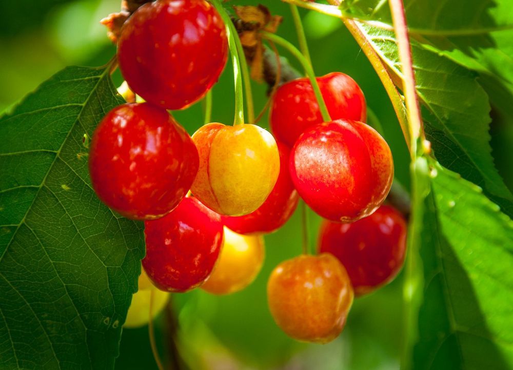 Вкусный плод