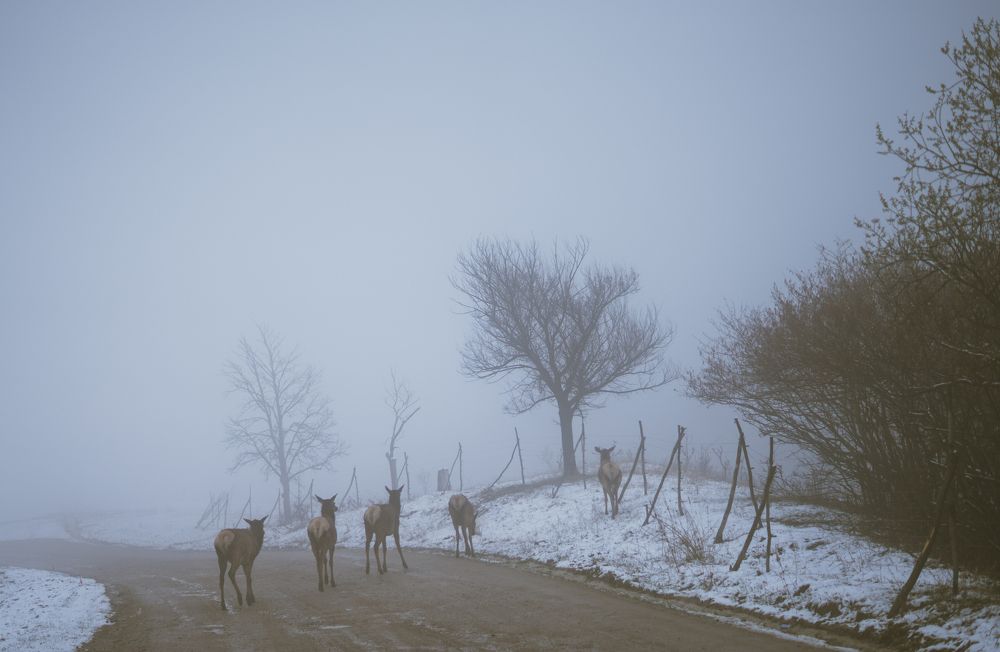 Северный Кавказ