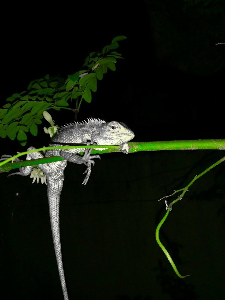 don't disturb am an idiot