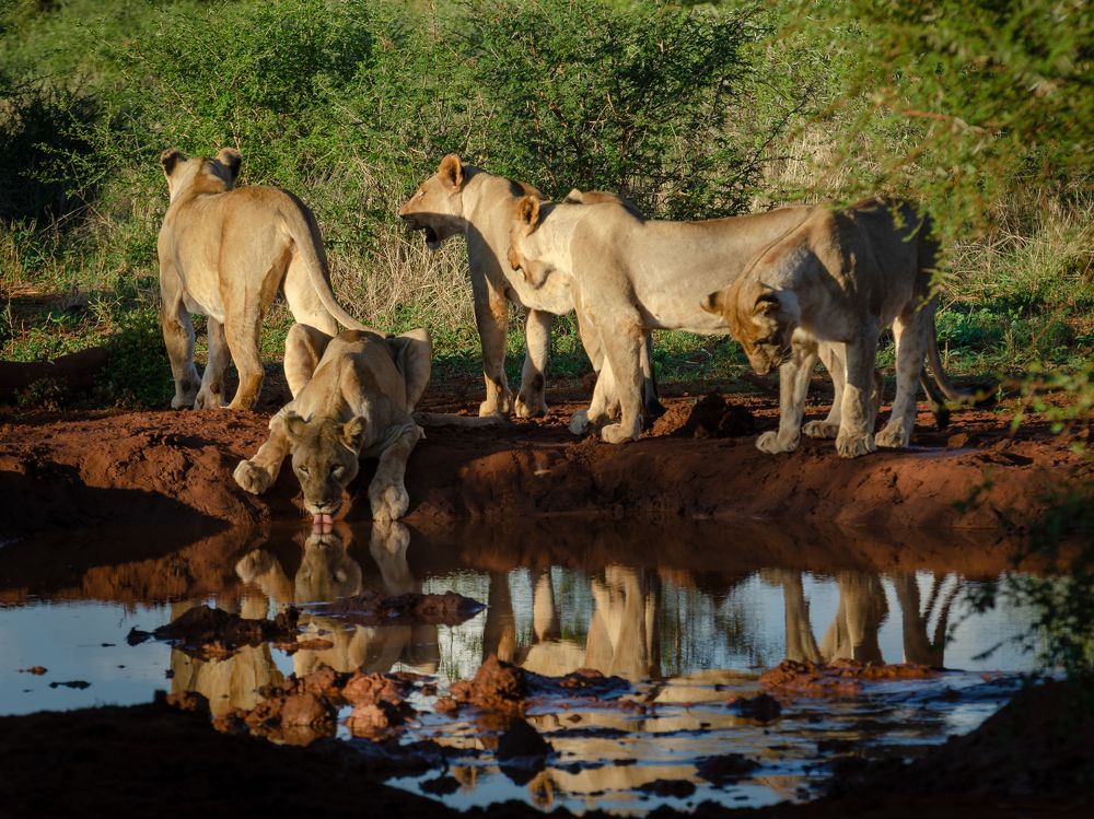 Львы на водопое