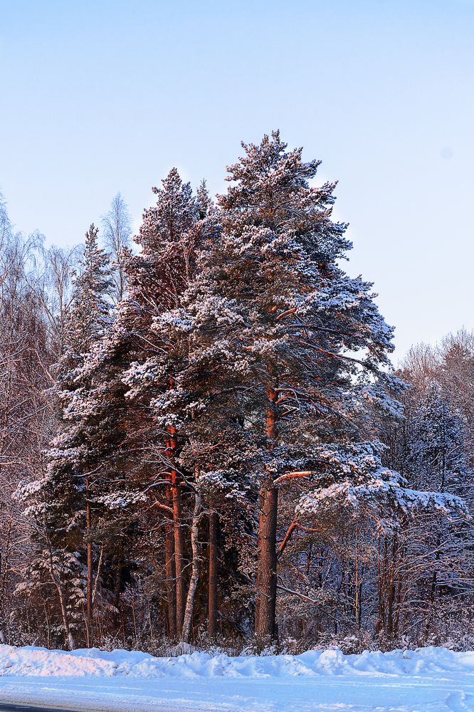 На Муромской дорожке стояли три сосны... / There were three pines on the Murom road