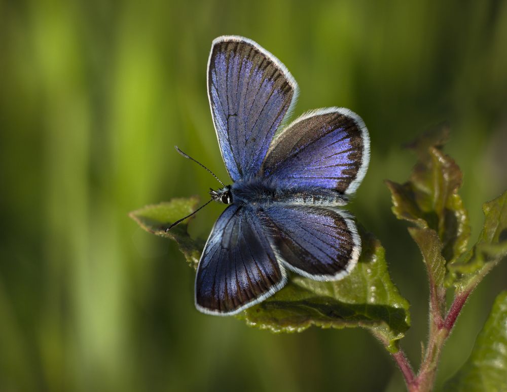 Мадам Баттерфляй