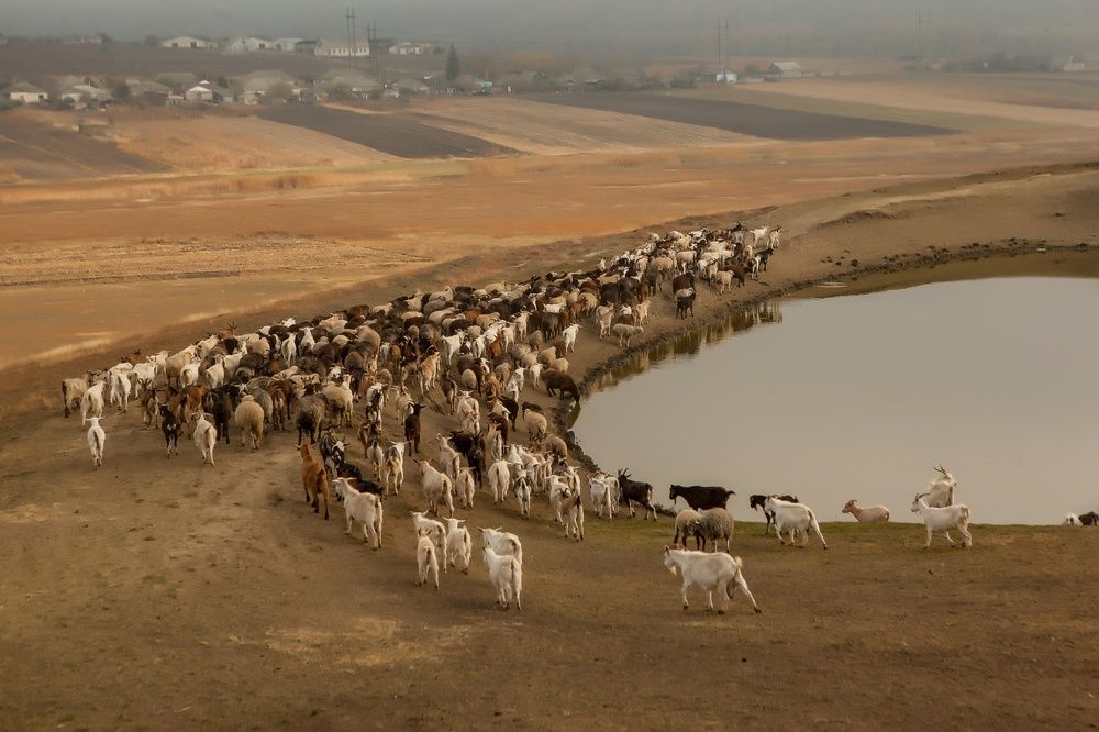 The flock to the lake