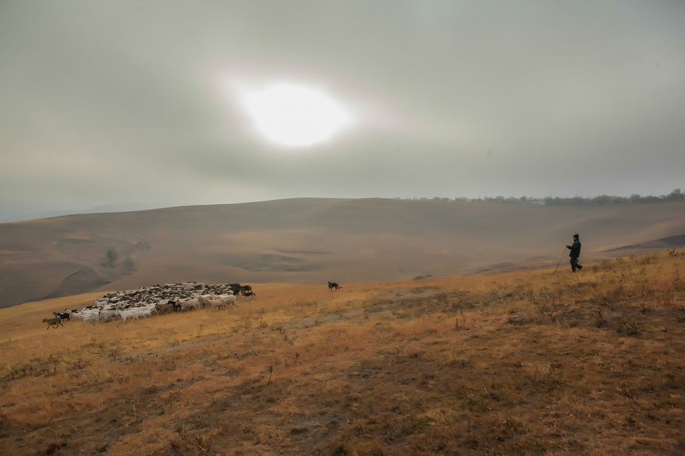 Shepherd and flock
