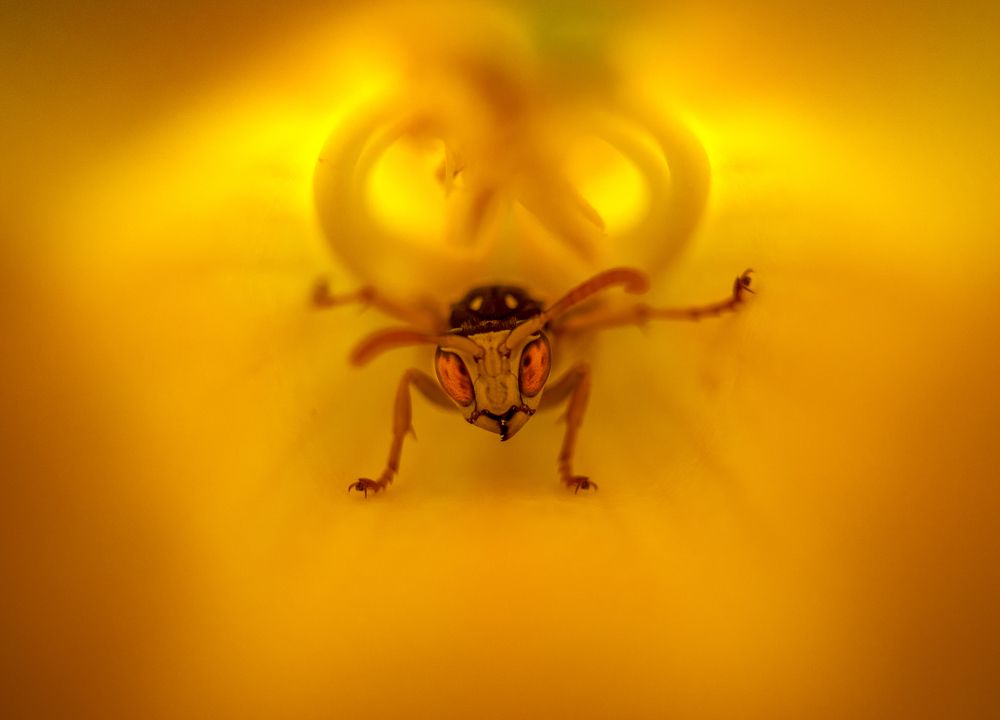 Angry wasp inside flower