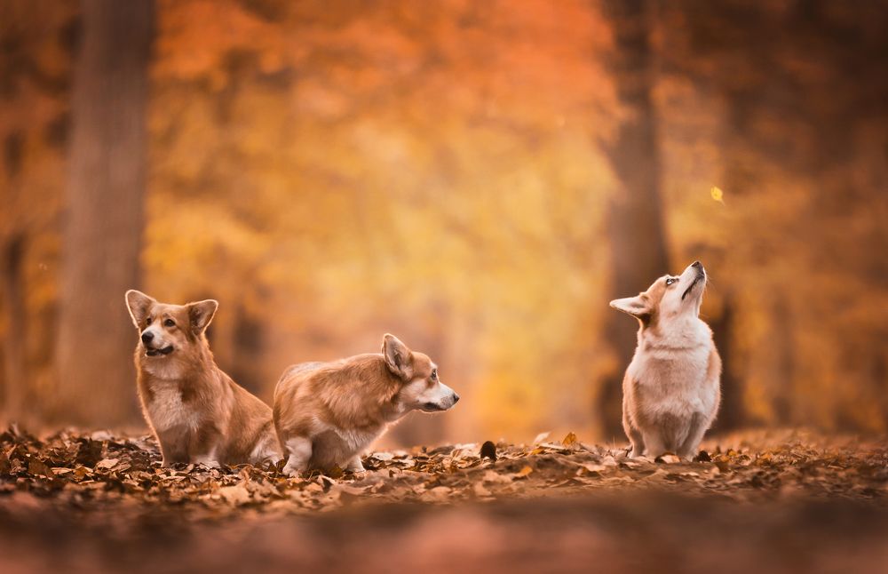 Вельш корги в эльфийском лесу