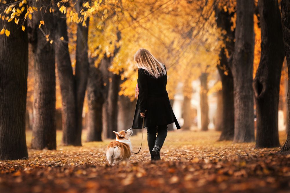 Верные друзья