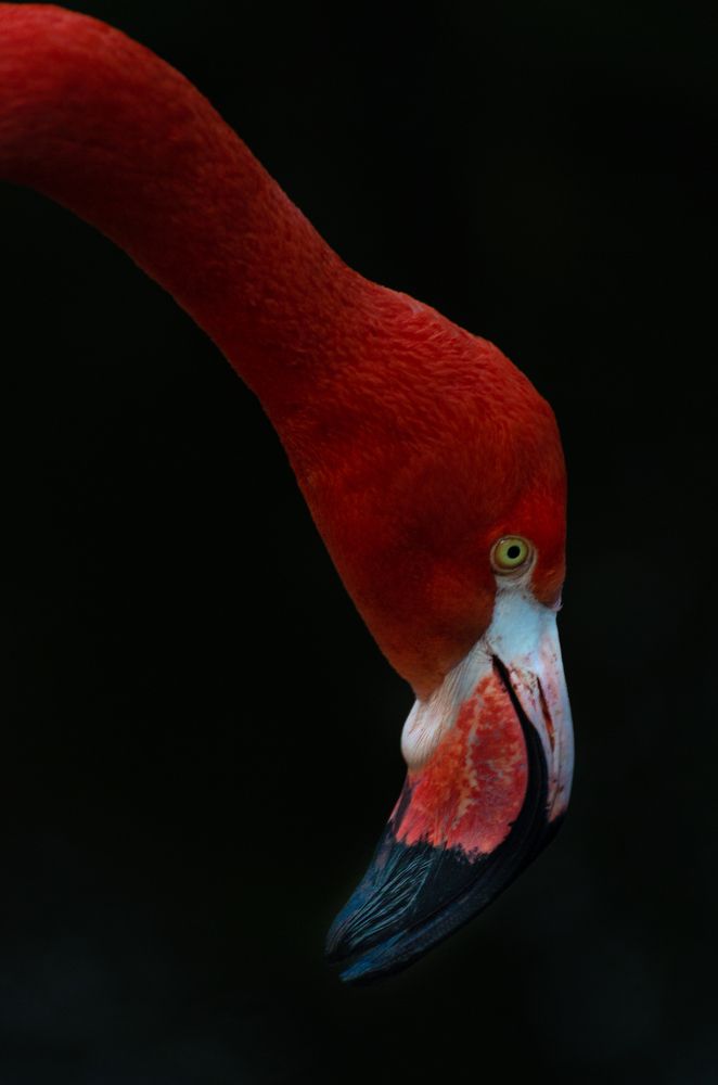 Красное и черное