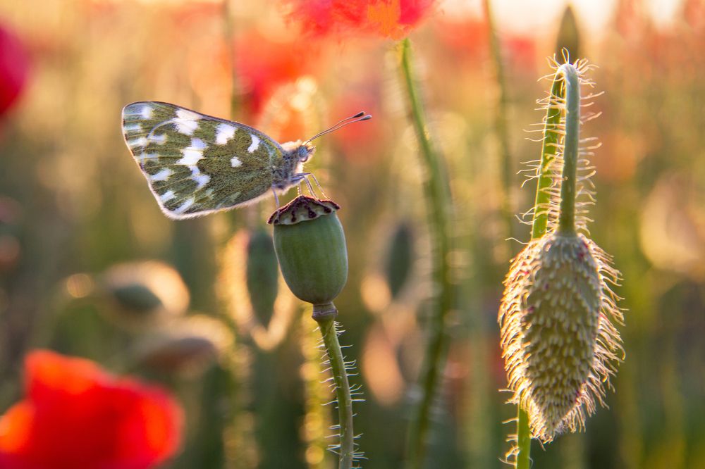 Бархатные крылья