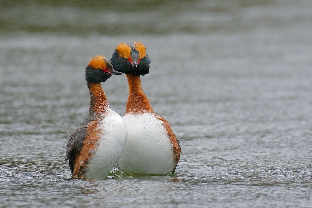 Танцы на воде.