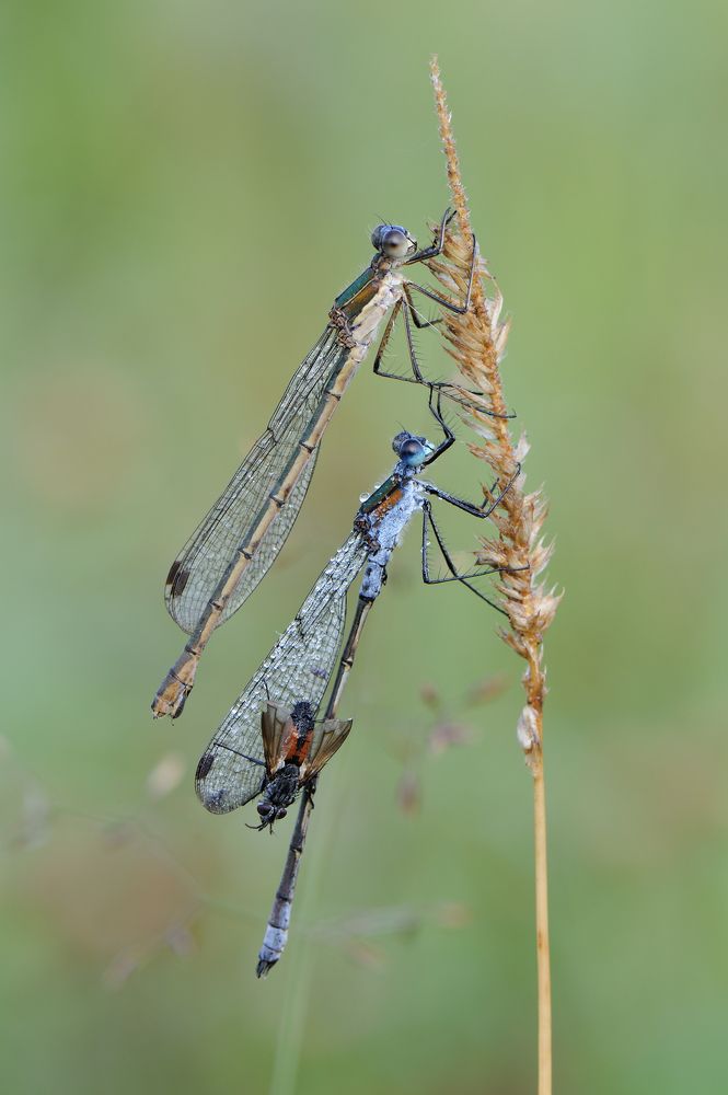 Третий лишний.