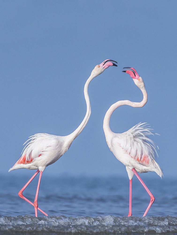 Pink Beauty food fight in Morning time