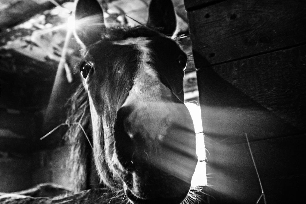 stallion in captivity (жеребец в неволе)