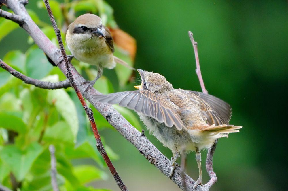 A young bird that asks for food