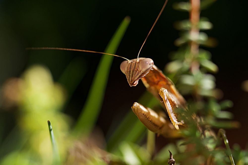 Mantis