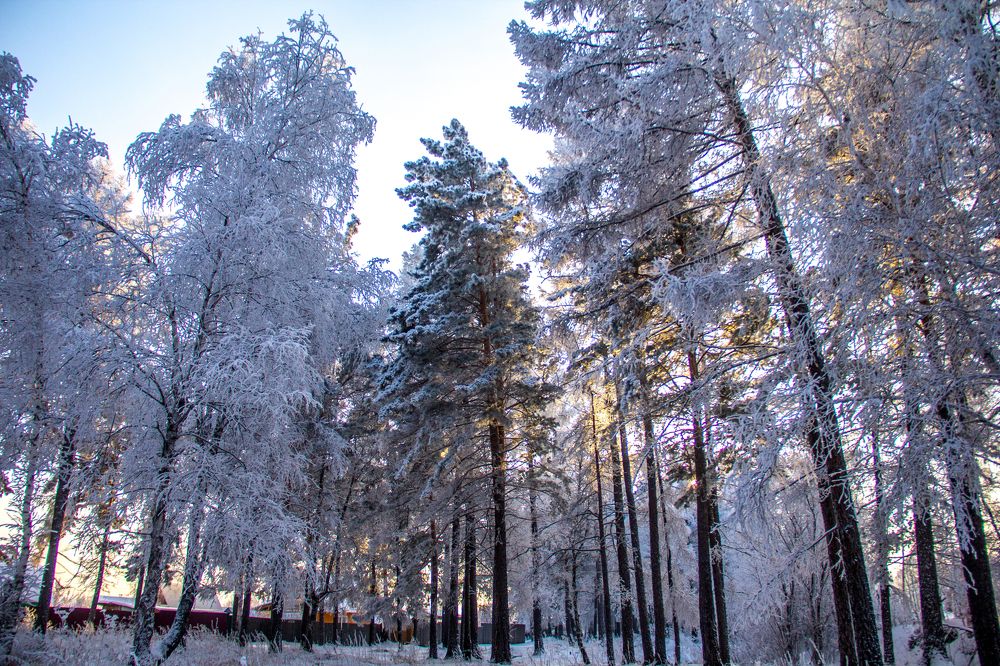 Морозный день