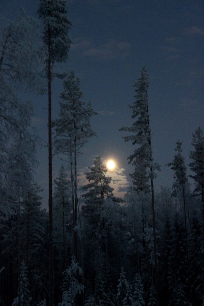 Лунная ночь