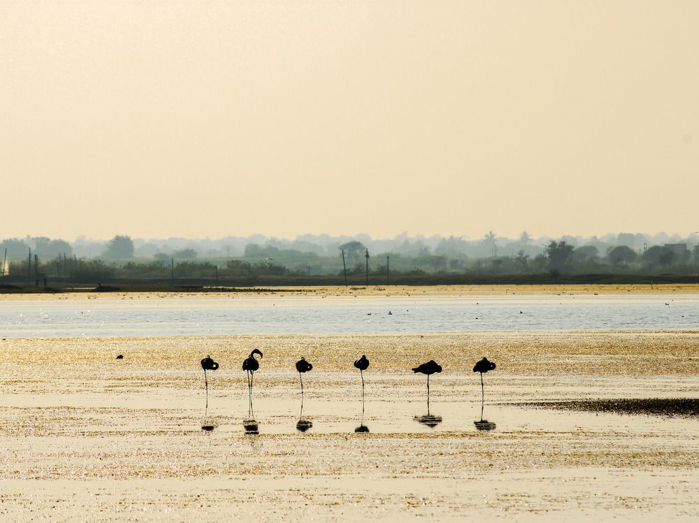 Flamingo's...