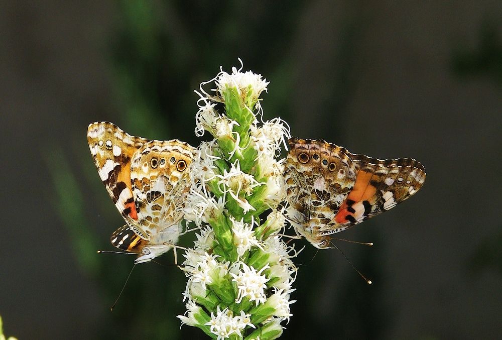 Бабочки на цветке