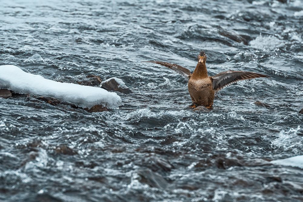 Утиные будни